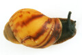 Archachatina marginata candefacta Cameroon striped juvenil